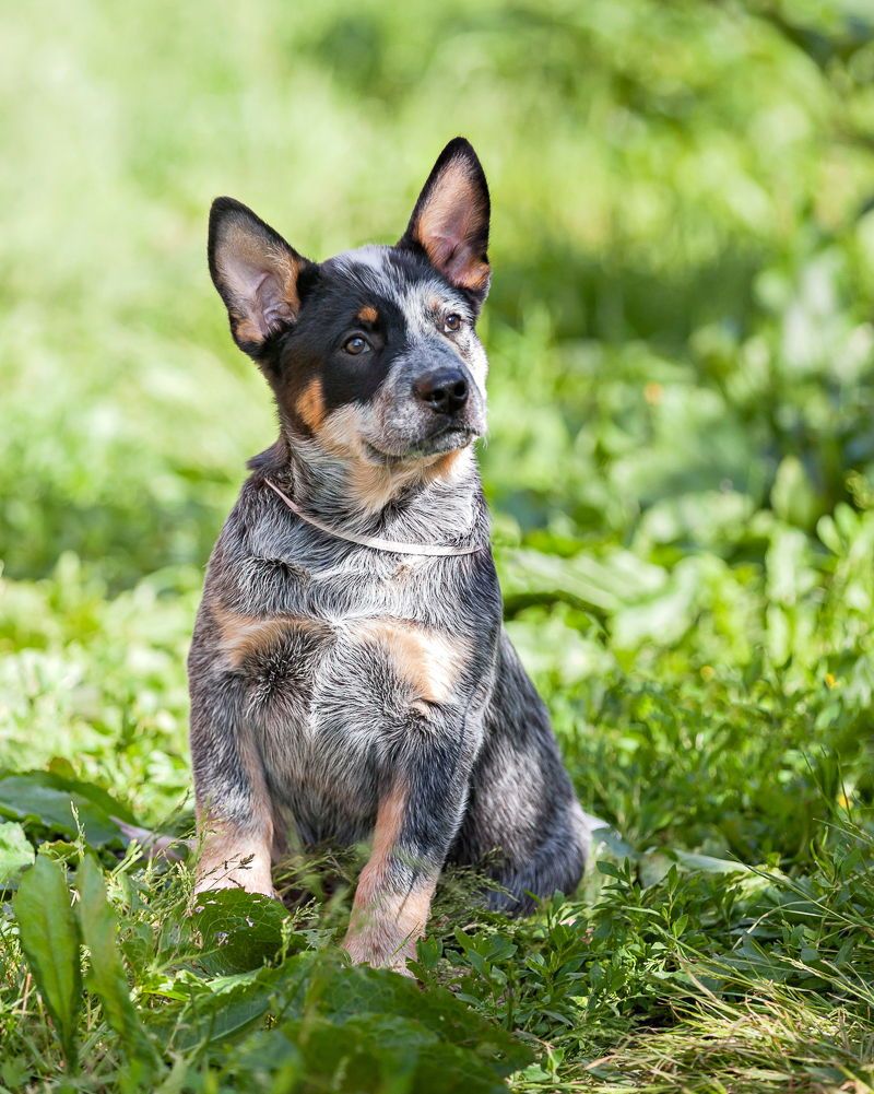 Blue heeler potty training hotsell