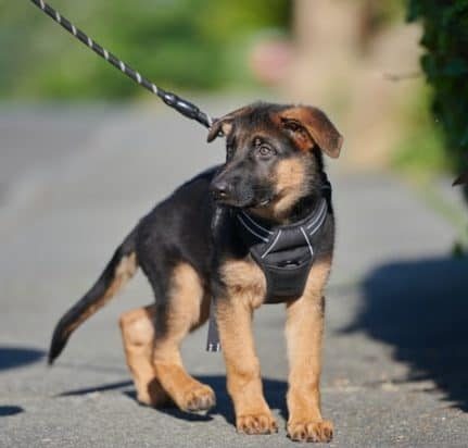 How to leash train a german shepherd puppy best sale