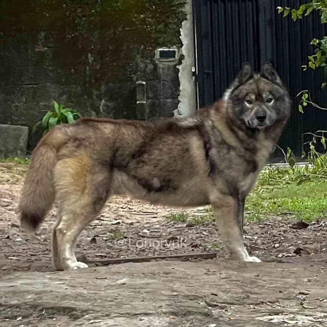 Agouti husky fashion temperament