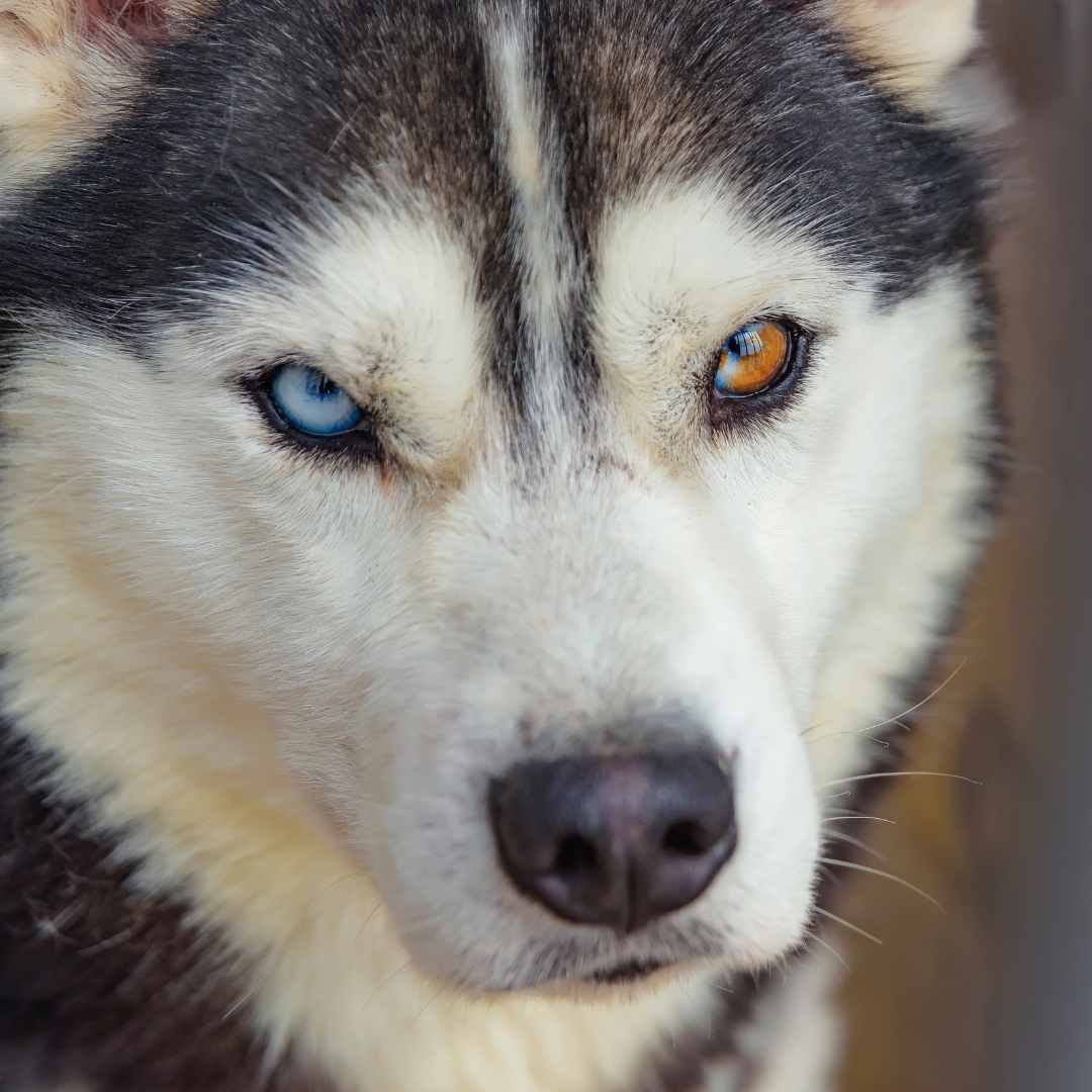 Husky puppies shops with two different colored eyes