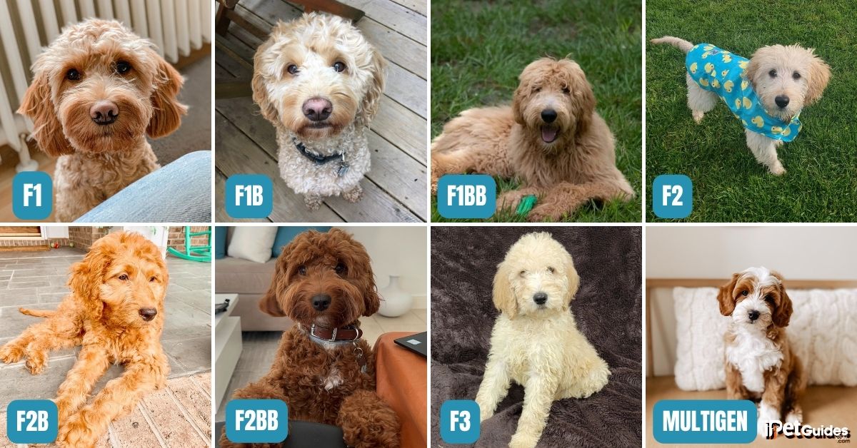 F2bb fashion goldendoodle