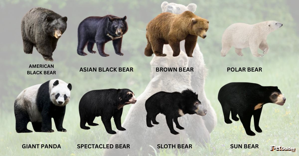 Bear Attack Statistics Facts In 2025 Worldwide 