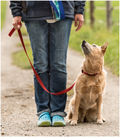 Dog in a leash