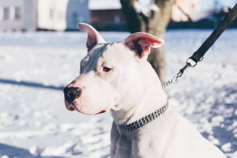 How to Use a Choke Collar Chain on a Dog? Beginner's Guide - Can Dogs Choke On Boot Laces