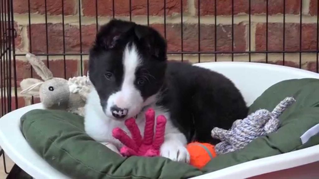 How to Potty Train a Border Collie Puppy? (3 Easy Steps)