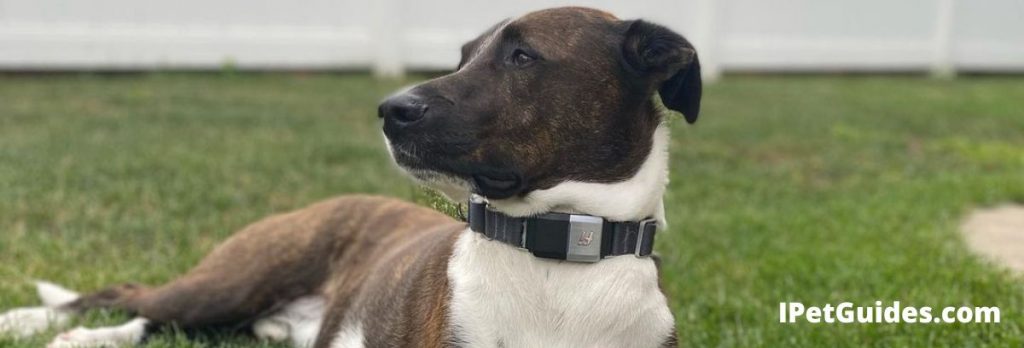 10 Best Dog GPS Trackers & Pet Tracking Devices [2025 Upd.] - Dog Tracking Gps With Pet Location