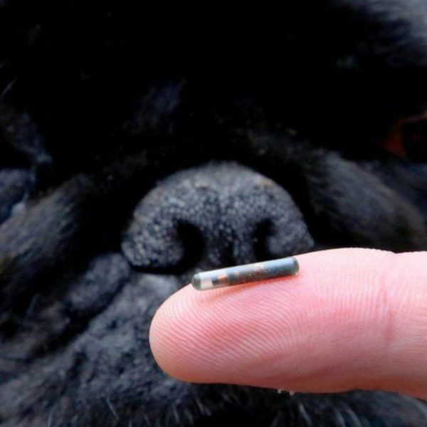 Read Pet Microchip: How to Scan a Dog Microchip With Phone?