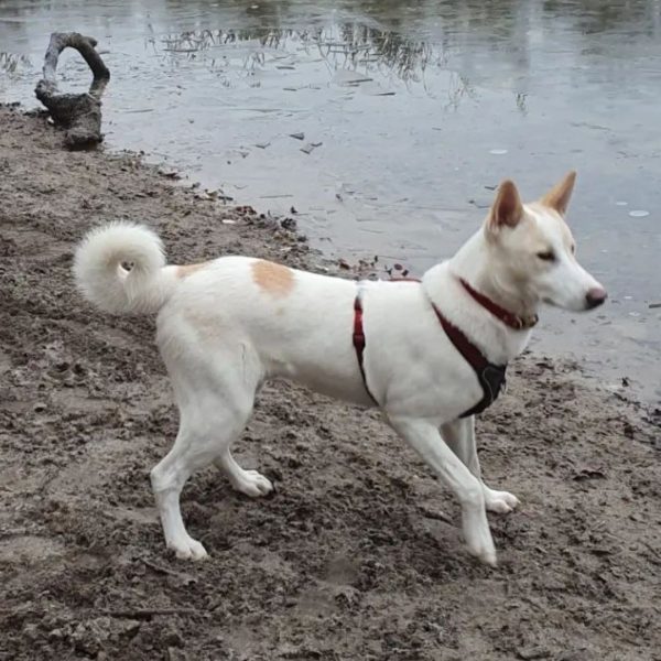 17 Best Outdoor Dog Breeds That Can Live Outside