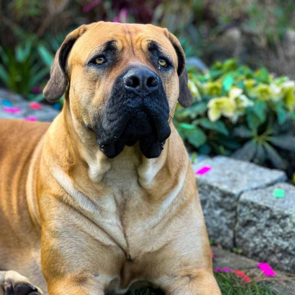 English Mastiff Puppies for sale in Buffalo, New York Lancaster