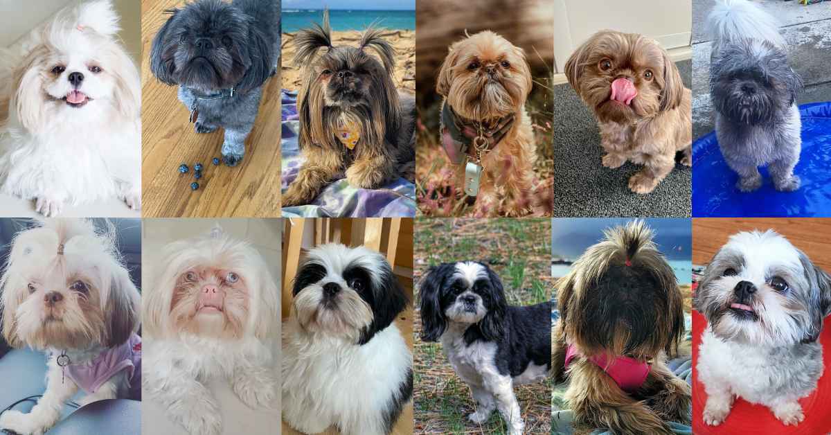 10 Rarest Shih Tzu Colors Which Type Is Right For You 