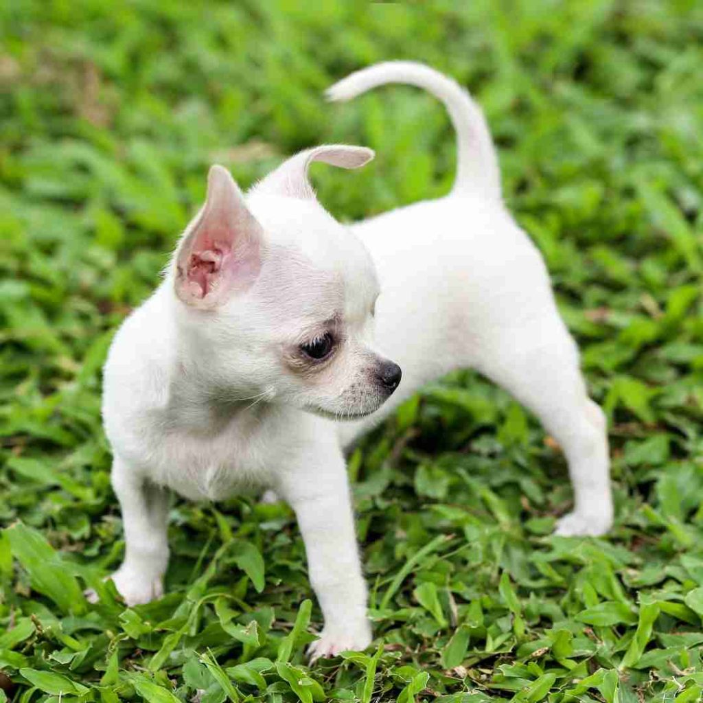 25+ Rare Chihuahua Colors: Which Type is Right for You?