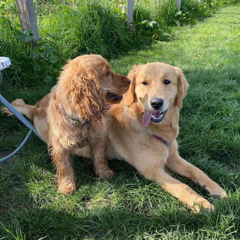 dogs lying on the ground