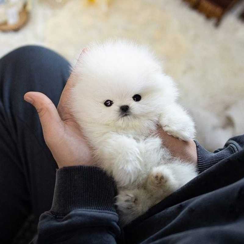 Pomeranian Teacup White Pomeranian Puppies For Sale