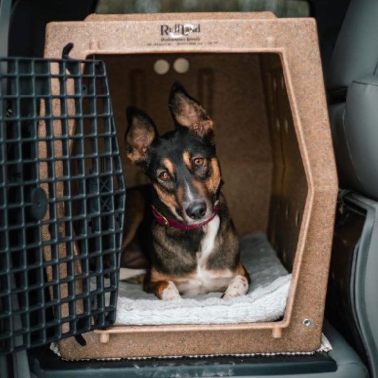 View of 9 Best Dog Crates for Car Travel (Crash-Tested in 2026)