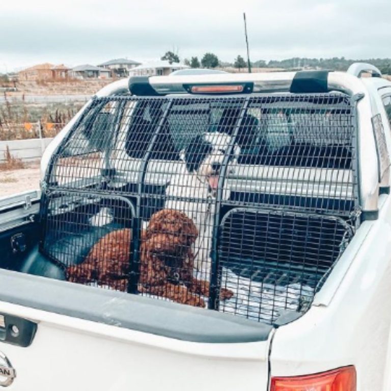 Curated visual reference: Fresh Look at 7 Best Dog Crates For Truck Beds For A Safe