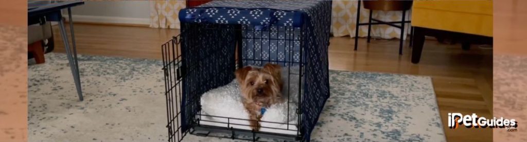 How to Transition Dog Out of the Crate? Our Complete Guide