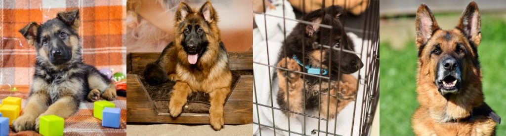 Curated visual reference: Visual Reference: 7 Best Dog Crates Kennels For German Shepherd 2026 Upd