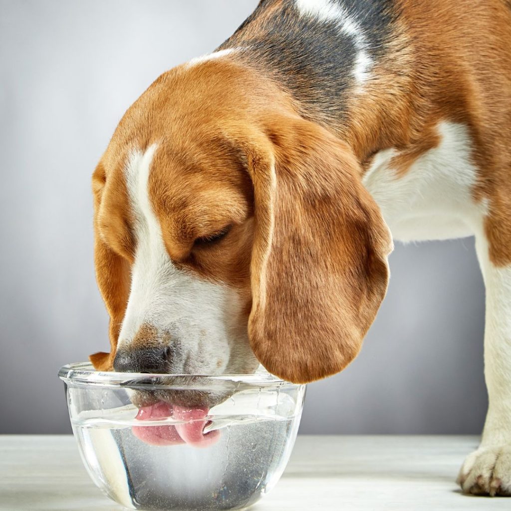 Should You Put Water in a Dog or Puppy Crate During the Day?