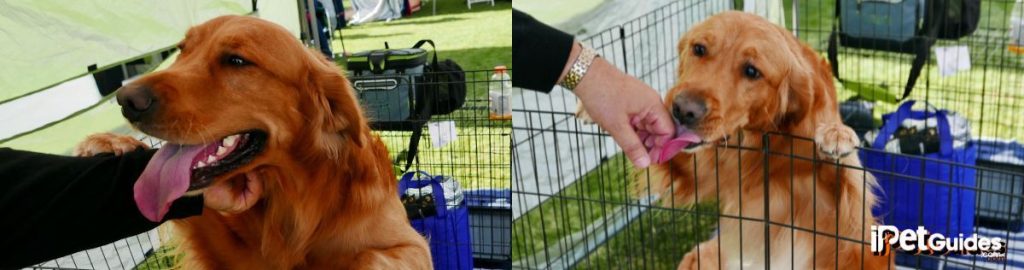 How to Transition Dog Out of the Crate? Our Complete Guide