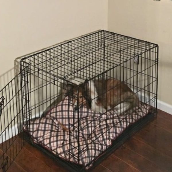 11 DIY Dog Crate Plans That You Can Build Yourself Easily - Dog Bathtub Convertible Crate Plan