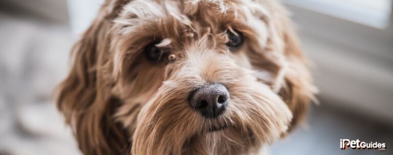 Cockapoo Haircuts: Find the Best Grooming Style for Your Dog