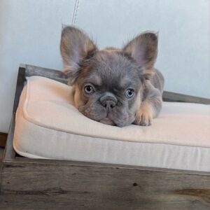 Fluffy Frenchie: Complete Guide to Long Hair French Bulldogs