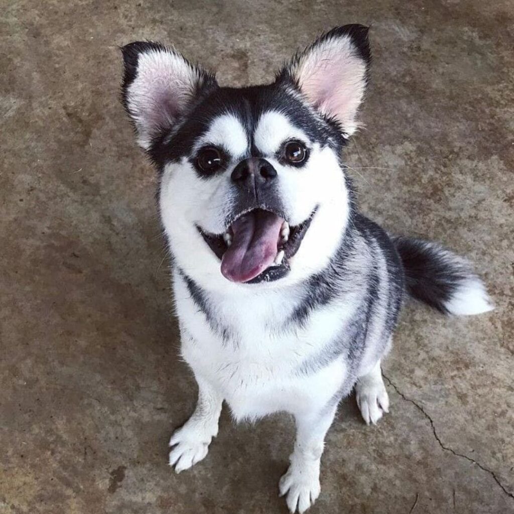 Hugli Dog 24 Different Types of Huskies That You Don't Know They Exist