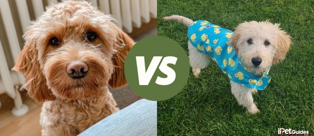 F1 Vs F2 Goldendoodle: What is the Real Difference?