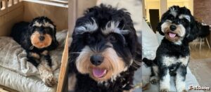 11 Common and Rare Cavapoo Colors (With Pictures)