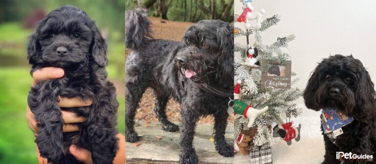 11 Common and Rare Cavapoo Colors (With Pictures)