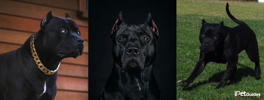 30 Rare Pitbull Colors That You Don't Even Know They Exist