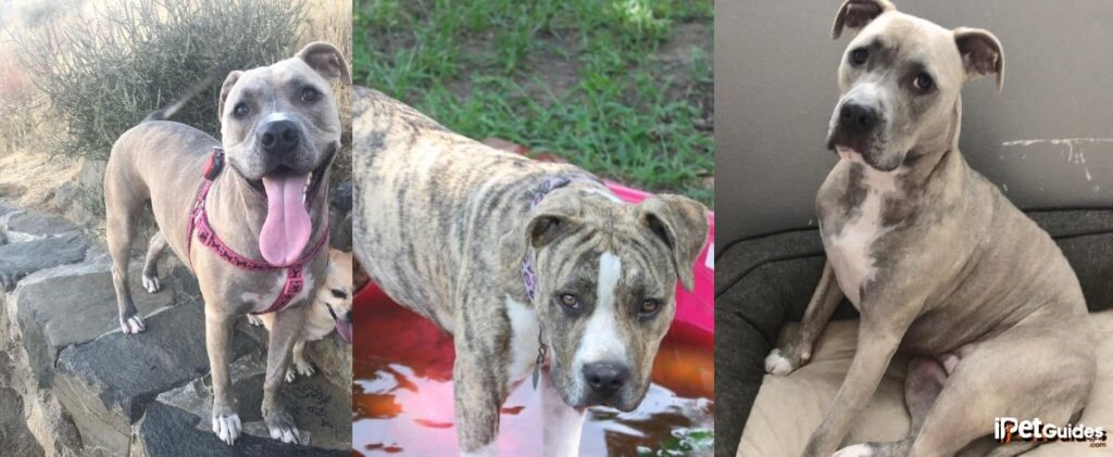 30 Rare Pitbull Colors That You Don't Even Know They Exist