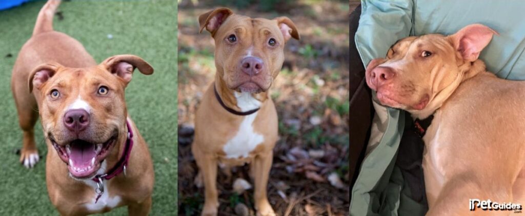30 Rare Pitbull Colors That You Don't Even Know They Exist