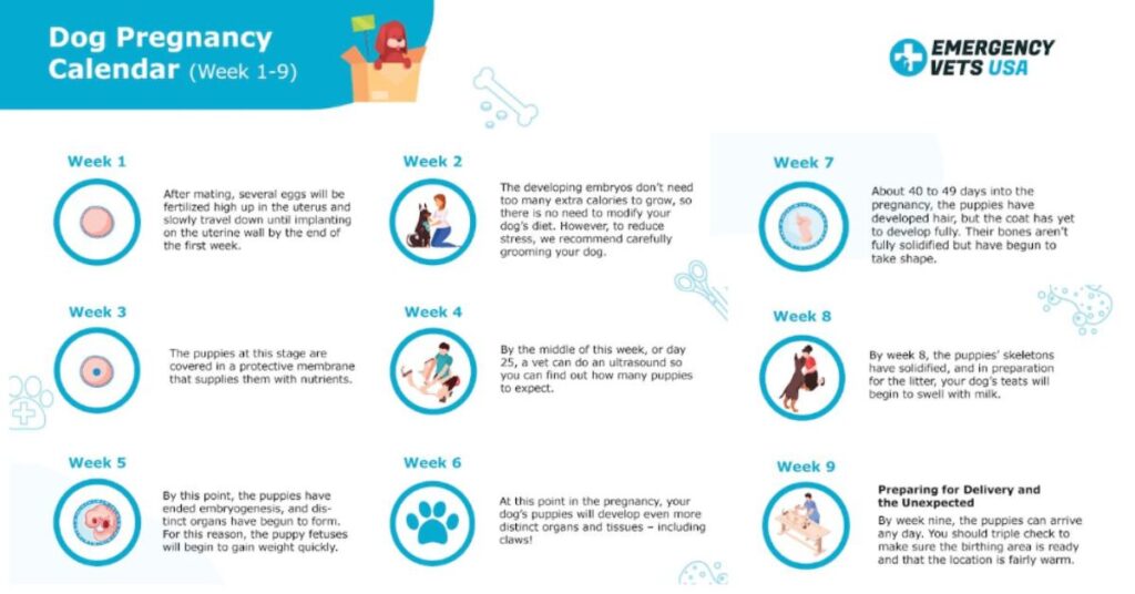 When Can You Feel Puppies Move in Pregnant Dogs?