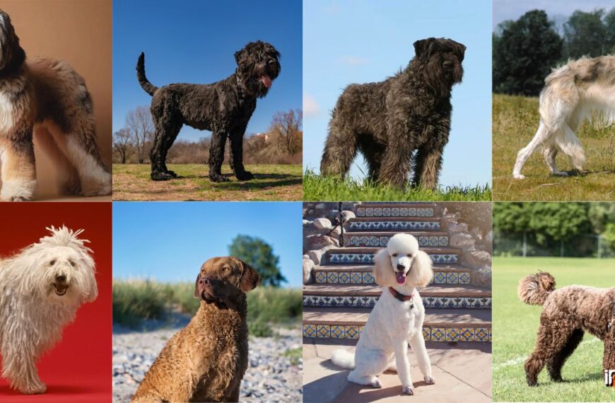 Big Dogs with Curly Hair Featured Image