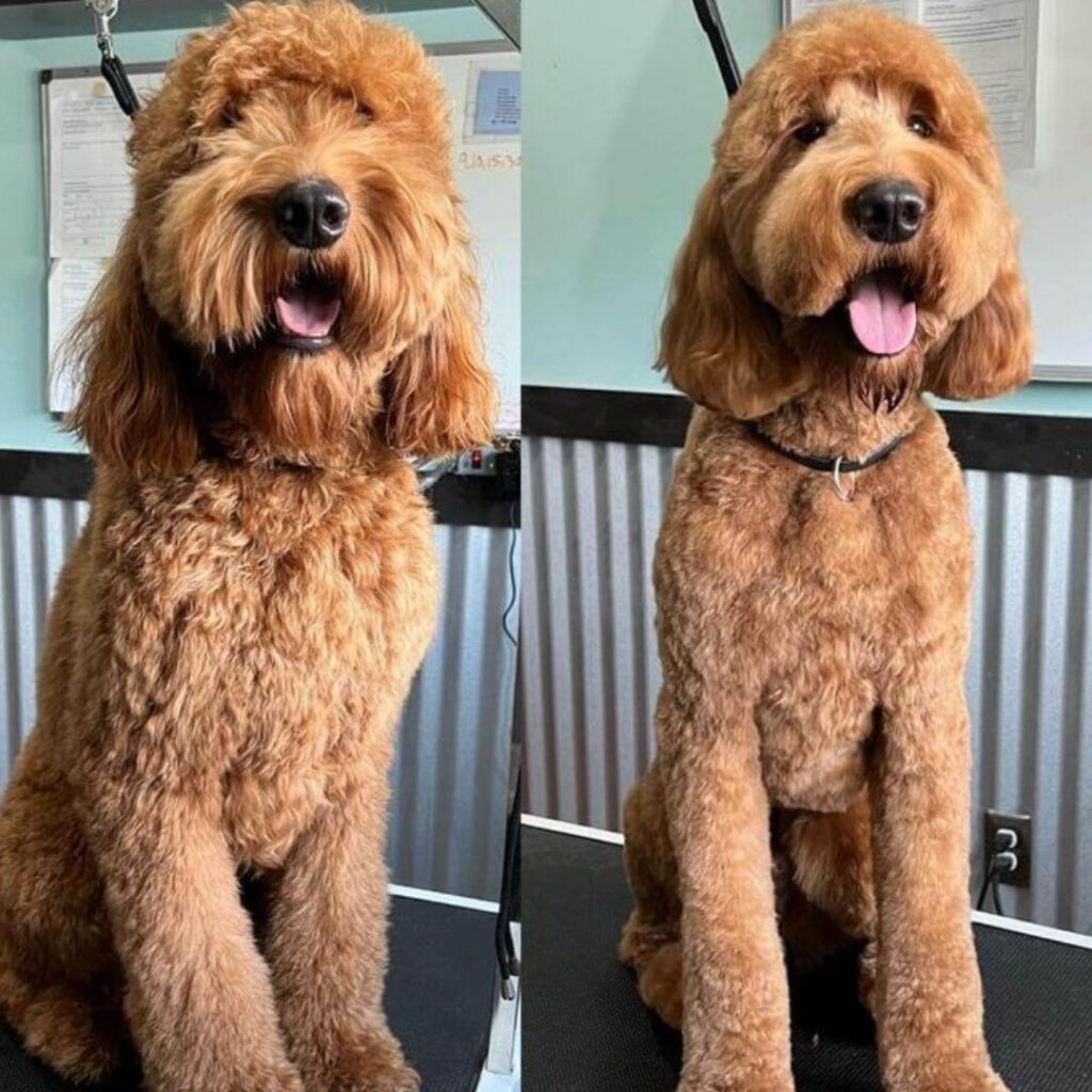 Cockapoo Haircuts Find The Best Grooming Style For Your Dog