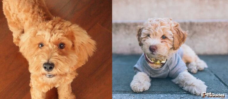 Jackapoo Trim Cuts Cockapoo Haircuts: Find the Best Grooming Style for Your Dog