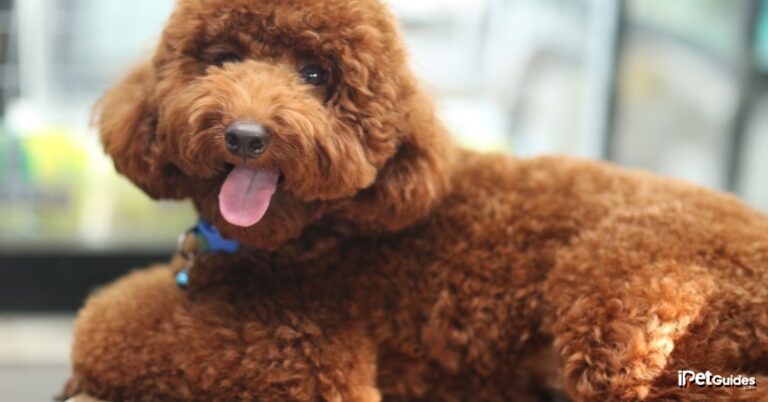 Poodles Without a Haircut: What Does it Look Like?