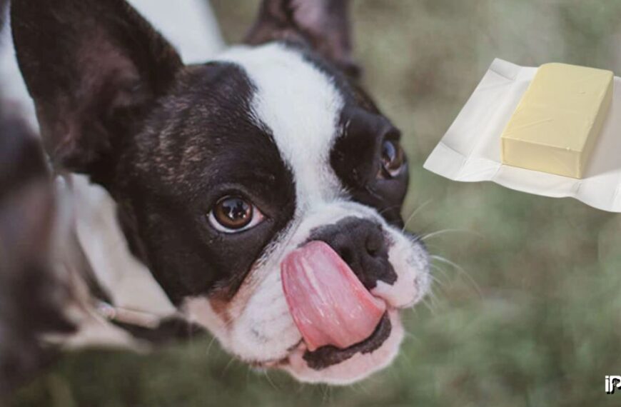 What to Do if Your Dog Ate a Stick of Butter featured image